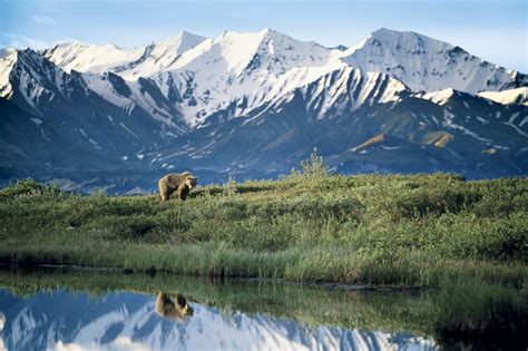 Alaska Travel Source Ecruisingtravel Female Grizzly Bear Flickr