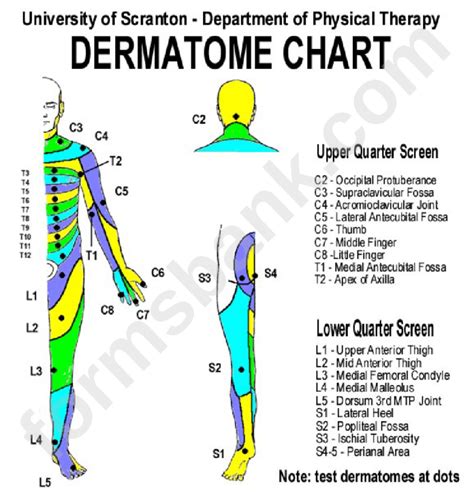 Dermatomes Chart Hand Printable Lab Images And Photos Finder