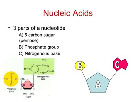 Two examples of nucleic acids include deoxyribonucleic acid (better. Organic compound folable