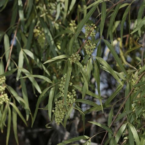 African sumac | desert landscaping ideas. African Sumac (Rhus lancea) | My Garden Life