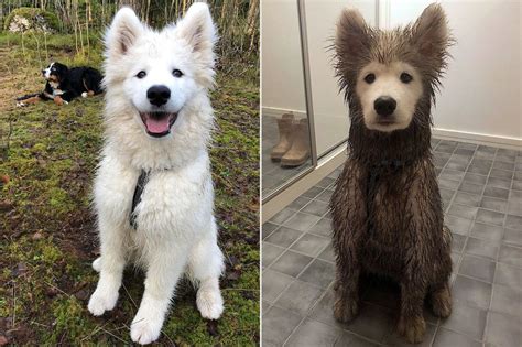 Beautiful Samoyed Puppy Gets Muddy All Over Except For One Spot All
