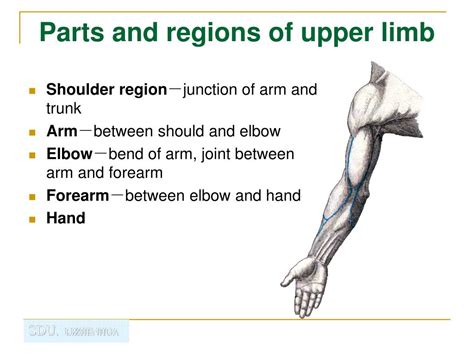 Ppt Regional Anatomy Of The Upper Limb Powerpoint Presentation Free