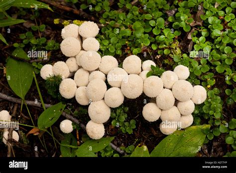 Common Puffball Mushrooms Lycoperdon Perlatum Stock Photo Alamy