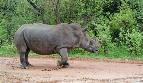Baby Rhino Rescue Saving The Survivors