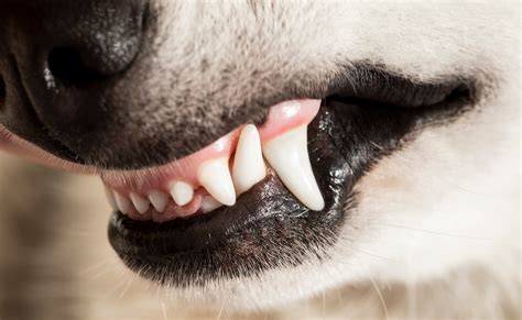 Pale Gums In Dogs