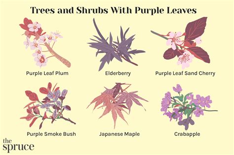 Purple Leaf Cherry Tree