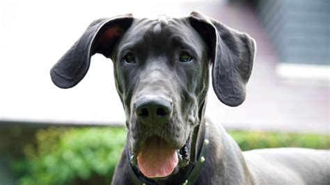 Great Dane Face Dog Svg Dog Clip Art Dog Breed Dog Cut Etsy