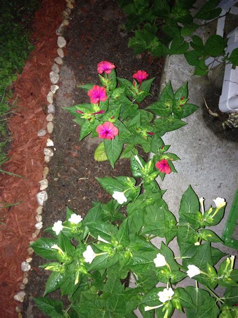 See 217 unbiased reviews of ten o'clock, rated 4 of 5 on tripadvisor and ranked #166 of 404 restaurants in costa adeje. My four o clocks impress me with more and more flowers ...