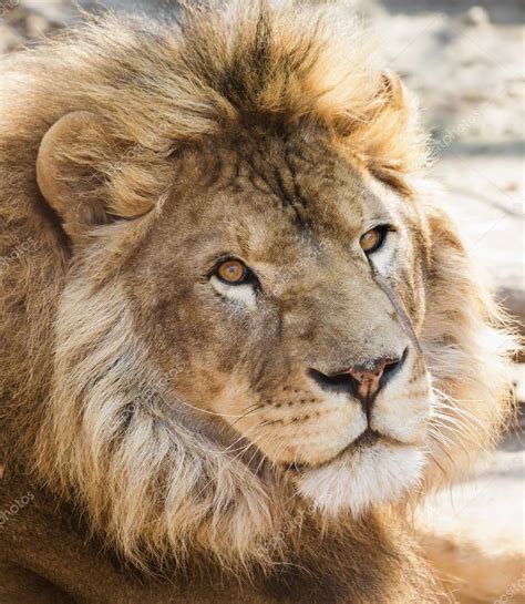 Portrait Of A Lion Close Up — Stock Photo © Fotogray 148632487