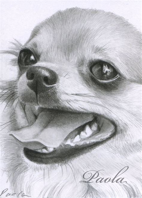 Learn how to draw a chihuahua. Chihuahua 2 ACEO by skippypoof | Chihuahua drawing, Animal ...