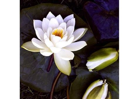 We did not find results for: Water Lily Wall Art, Modern Minimalist Decor, Contemporary Art, Waterlily Print, Flower ...