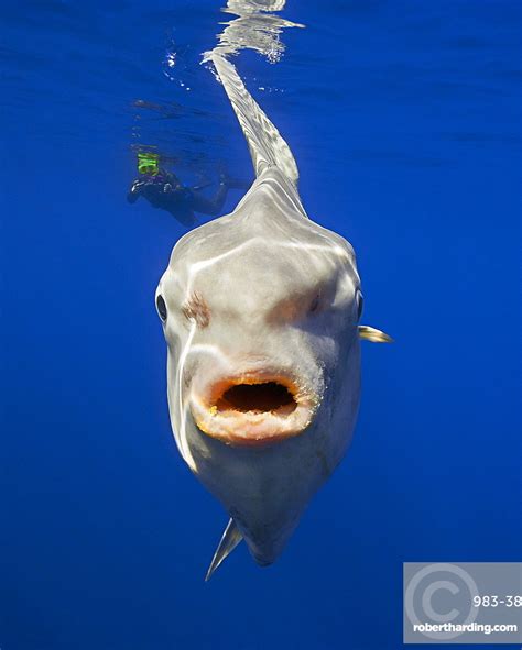 Ocean Sunfish Mola Mola And Stock Photo