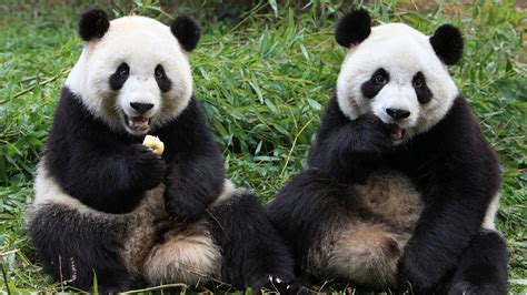 Chinas Wild Panda Population Shows Signs Of Recovery Itv News