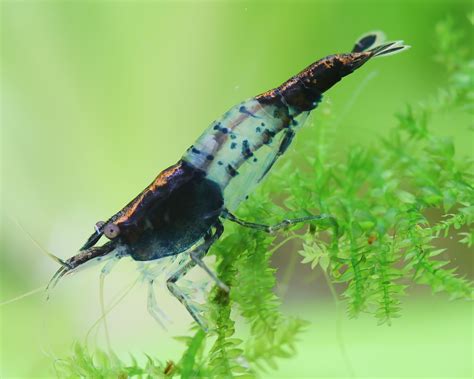 Carbon Rili Shrimp Neocaridina Davidi Var Carbon Rili Garnelen