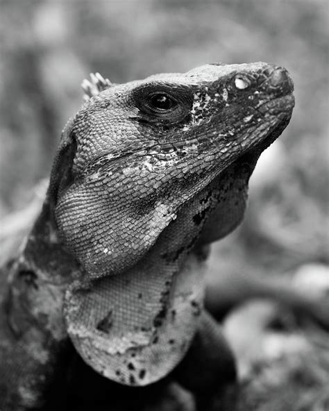 Lizard Photograph By Louis Charles Dumais
