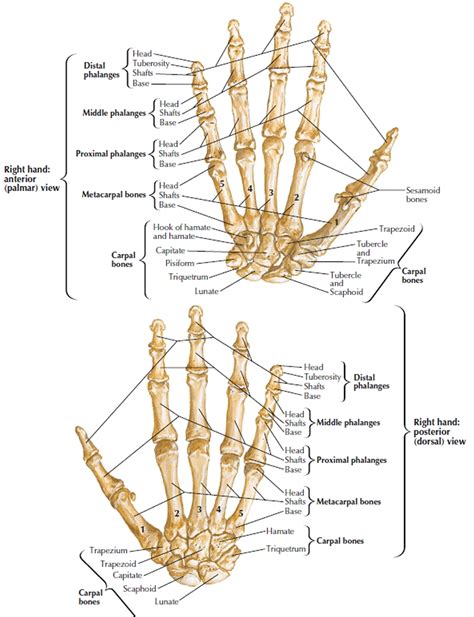 Human Skeleton Skeletal System Function Human Bones