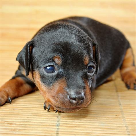 1 Miniature Pinscher Puppies For Sale By Uptown Puppies