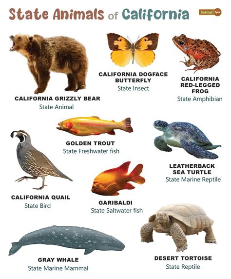 List Of Animals That Live In California With Pictures