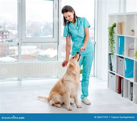 Golden Retriever Dog Examination In Veterinary Clinic Stock Image