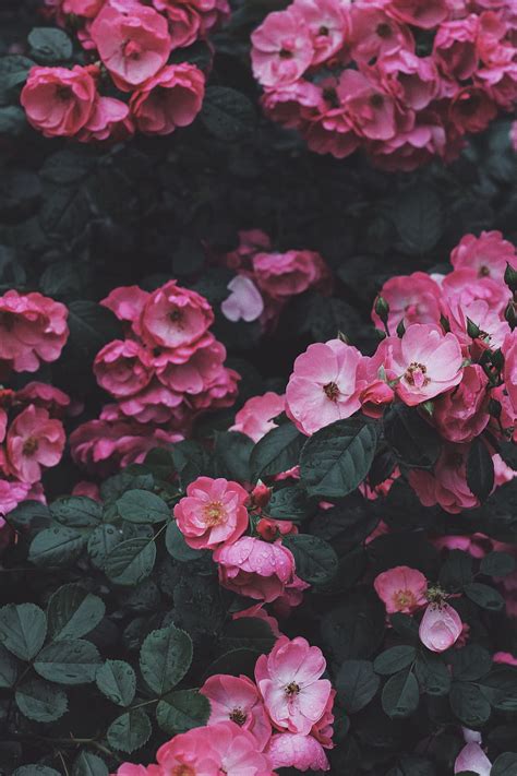 Flowers Pink Bush Bloom Flowering Wild Rose Hd Phone Wallpaper