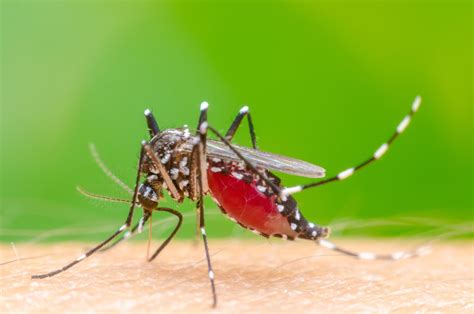 Mosquito Da Dengue Gene Converte F Meas Em Machos Inofensivos Summit Sa De Estad O