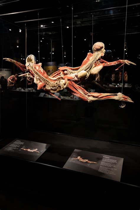 Gunther Von Hagens Body Worlds Posts Facebook