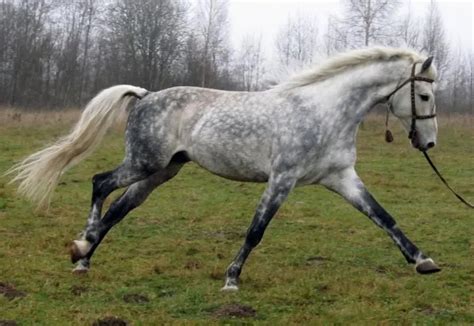 Orlov Trotter Horse Breed Info And Facts