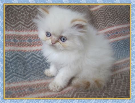 Mixed breed maine coone cross deflead, dewormed, litter trained, eats dry and wet both. New Jersey Himalayan Kittens for sale