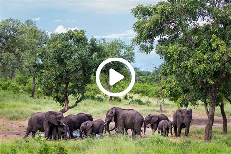 Translocations Are Essential To Ensuring The Survival Of Elephant