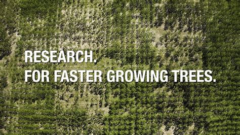Research For Faster Growing Trees Youtube
