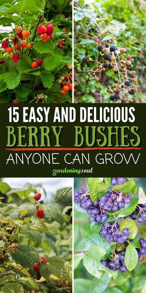 15 Easy And Delicious Berry Bushes Anyone Can Grow