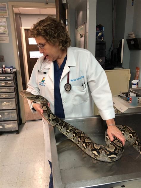 During this initial appointment, we will discuss the regular care, diet and husbandry of each species, their vaccinations. Exotic Pets | Lakeside Animal Hospital