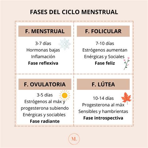 Fases del ciclo menstrual Todo lo que tienes que saber María Llamas