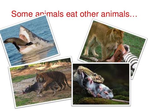 Carnivores