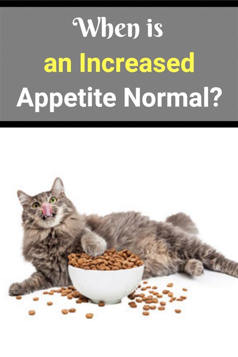 When Is An Increased Appetite Normal Like Humans Cats Can Experience