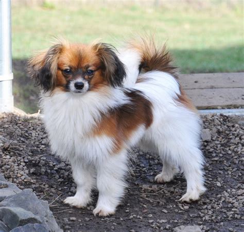 The coat is long and silky, and the tail is a waving plume. Road's End Papillons : 7 Months old Papillon + Phalene (Papillon Dog Ears down)