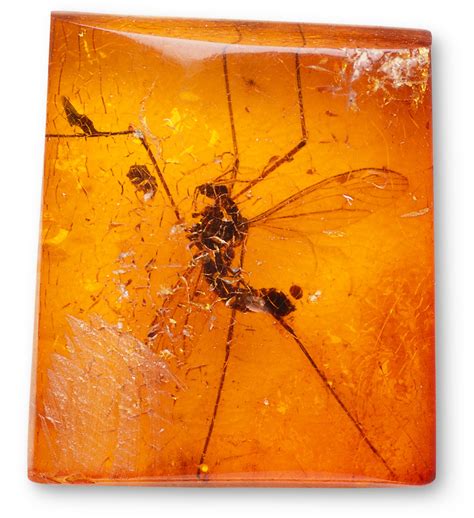 Insects In Amber Fossils In Amber Dk Find Out