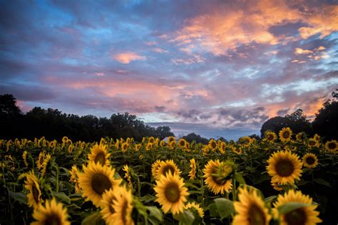 Kansas Sunflower Field Fine Art Photography By Pitts Etsy
