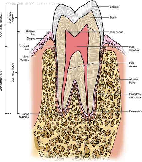 2 The Tooth Functions And Terms Pocket Dentistry