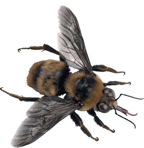 Bee Png Image Transparent Image Download Size 1258x1291px
