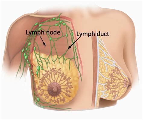 Female Lymphatic System