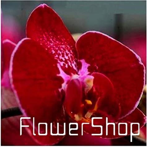 On Sale 10pcs Phalaenopsis Orchid Seeds Butterfly Orchid Seeds Beautiful