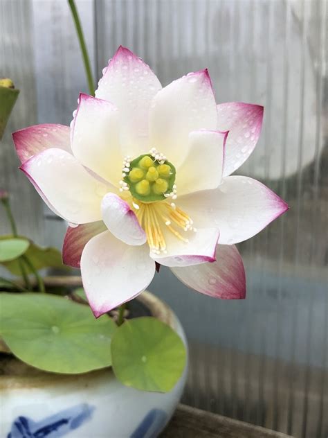 37 Qian Shuimei Lotus Excellent Blooming New Micro Lotus In 2024