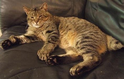 Check spelling or type a new query. Pixie Bob - Purrfect Cat Breeds