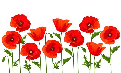 Red Poppy, Isolated On White Background Royalty Free SVG, Cliparts