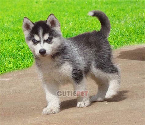 Alaskan Husky Puppy Popularity Price Lifespan Origin Colors