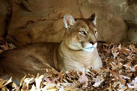 Mountain Lions Cougars And Panthers Are Actually All The Same Animal