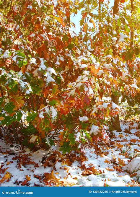 Autumn Bush With Yellow And Red Leaves In The Snow With The Light Of
