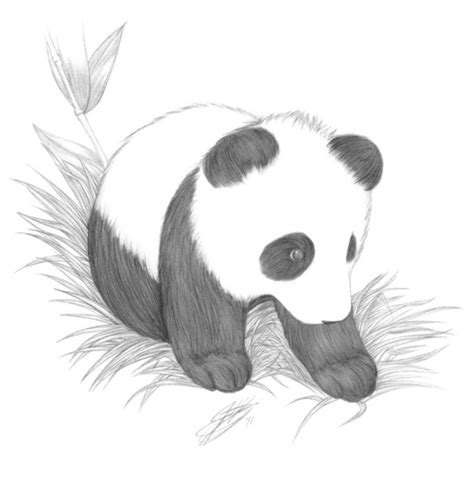 Panda Drawing Skill