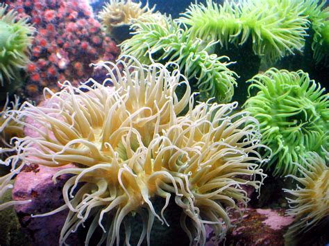 Sea Anemones Characteristics Reproduction Habits And More